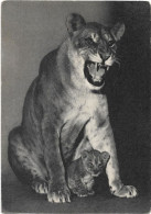 Animaux  - Tigresse  Et Son Petit - Parc Zoologique  Du Bois De Vincennes - Tigres