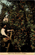 Oregon Hood River Apple Crop Man Harvesting Apples - Altri & Non Classificati