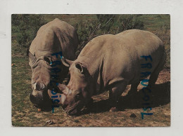 Rhinocéros Blancs. Néron Et Cléopâtre. Réserve Africaine De Sigean - Rinoceronte