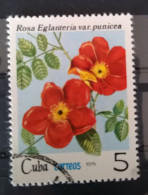 1979, Michel Nr.2422 /o/ Rosa Eglanteria Var.punicea, Cuba - Gebraucht