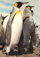 23-P-FO : 3492  : TERRES AUSTRALES ET ANTARTIQUES FRANCAISES. CROZET. MANCHOTS ROYAUX - TAAF : Terres Australes Antarctiques Françaises