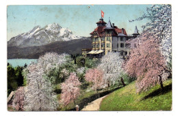 Suisse -- WEGGIS --1911-- Hôtel Alpenblick Mit Pilatus (arbres En Fleurs)...colorisée........timbre........cachet - Weggis