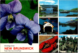 Canada New Brunswick Greetings With Provincial Flower Purple Violet And More 1990 - Sonstige & Ohne Zuordnung