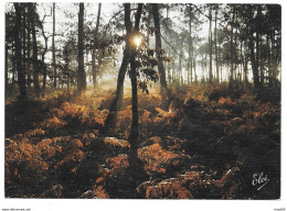 40 - LA LANDE - Coucher De Soleil Dans La Forêt Avec Ses Belles Fougères - Ed. Elcé N 6407 - 1987 Flamme Peyrehorade - Peyrehorade