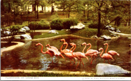 Missouri St Louis Zoo Flamingos - St Louis – Missouri