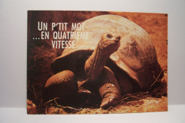 TORTUE   - Photo : Robert Cushman - Un Petit Mot En Quatrieme Vitesse - Paroles Pour L'éternité - Turtles
