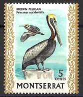 MONTSERRAT...QUEEN ELIZABETH II...(1952-22.)...." 1970.."...BROWN PELICAN.....BIRD....5c...SG246......MH. - Pelikane