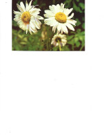 Romania  -  Postcard Unused   -  Flowers -  Margarete - Plantes Médicinales