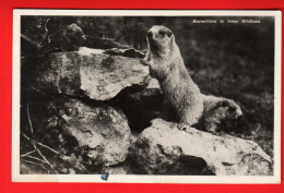 ZVG-14  Murmeltiere In Freier Wildbahn.  Marmottes . Gelaufen Celerina  1942 - Celerina/Schlarigna