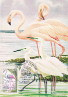 France - Année Européenne De La Nature : Flamant Rose CM 1634 (année 1970) - Flamants