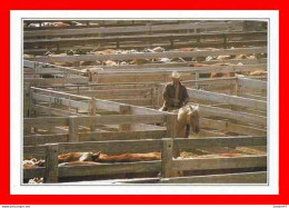 CPSM/gf  AMARILLO (Texas-Etats-Unis).  Cattle In The Corral, Exploitation Dans L'élevage Intensif Du Bétail. .*886 - Amarillo