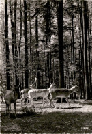 Wildpark Langenberg - Langnau A/A. * 21. 7. 1952 - Langnau Am Albis 