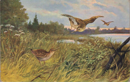 Hunting  Chasse  Schnepfe   Woodcock  Becasse  Snipe  Snip Oiseaux  Old Postcard Cpa. - Chasse