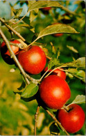 Canada World Famous Nova Scotian Apples 1972 - Andere & Zonder Classificatie