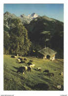 Pyrénées Très Beau Troupeau De Moutons Au Pâturage VOIR DOS Postée De 65 LAFITOLE Vers Maubourguet En 1984 Timbres - Maubourguet