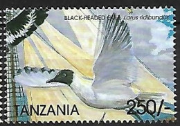 Tanzania - MNH ** 1999 :         Black-headed Gull  -  Chroicocephalus Ridibundus - Seagulls