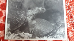 CPM DEUX TORTUES ACCOUPLEMENT ED GENDRE - Turtles