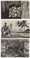 3 Cpsm Faune Africaine - Tigres, Panthère - Port-Gentil ( Gabon )  (AN) - Tigres