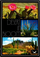 Cactus The Desert In Bloom Multi View - Cactus