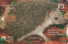 CHIPRE. 0502CY. FAUNA. ERIZO. Long-eared Hedgehog (Hemiechinus Auritus). (026) - Cipro