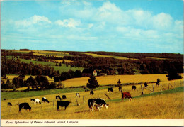 Canada Prince Edward Island Rural Splendor Grazing Cattle And Green Pastures 1980 - Other & Unclassified