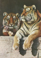Tiger - Tigre - Tigru - Tygr - Tigres