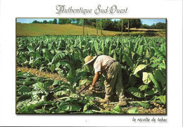 TRADITIONS + Carte Postale Neuve : Récolte Du TABAC + Les Authentiques Et Les Imaginaires - Tabac