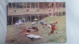 CPM PARC DE ST VRAIN ESSONNE FAISANS D ORNEMENT ET RHINOCEROS BLANCS ED JACQUES BOUVIER - Rhinoceros