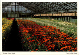 Canada Nova Scotia Oxford Agricultural Centre Greenhouse Interior - Other & Unclassified