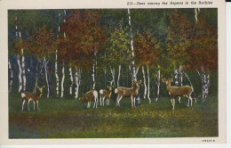 Deer Among The Aspens In The Rockies Colorado USA Cerfs Sauvages A Queue Blanche  Bordure  Du Bois - Rocky Mountains