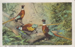 Pheasants Oregon's Famous Game Birds  USA. Faisans De Colchide Queue Effilée, Male Plus Coloré Et La Femelle Brune - Altri & Non Classificati
