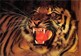 23-JK-4161 : TIGRE - Tigres