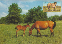 Nouvelle Zélande Carte Maximum 1984 Chevaux 878 - Lettres & Documents