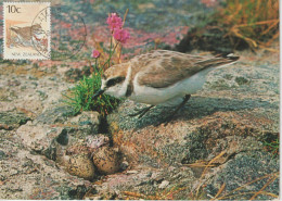 Nouvelle Zélande Carte Maximum 1988 Oiseaux Pluvier 1011 - Lettres & Documents