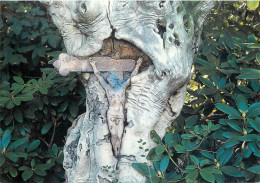 Religious Scene Cross In Tree - Monumenten