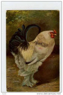 006854   -  Le Coq  Magnifique - Mueller, August - Munich