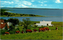 Canada Nova Scotia South Shore Petite Riviere Canadian Hereford Cows 1968 - Altri & Non Classificati