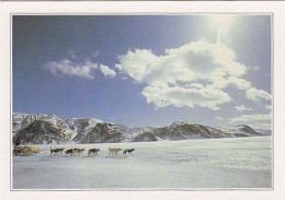 AK148247 CANADA - Labrador - Waldläufer - Sonstige & Ohne Zuordnung