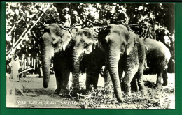 Cpa Wild Elephants Captured Capture Elephants Sauvage Animaux Colombo  Ceylon Sri Lanka N°10/8 - Asia