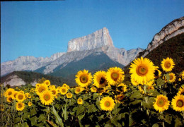 LE MONT AIGUILLE      ( ISERE )  UNE DES SEPT MERVEILLES DU DAUPHINE - Rhône-Alpes