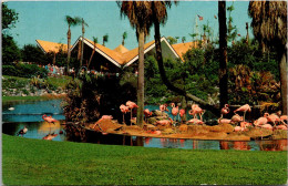 Florida Tampa Busch Gardens Nesting Flamingos - Tampa