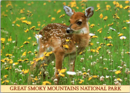 Tennessee Great Smoky Mountains Young Deer - Smokey Mountains