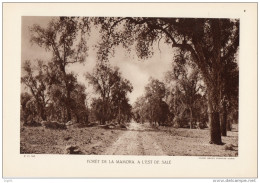 MAROC FORET DE MA MAMORA A L'EST DE SALE - Autres Plans