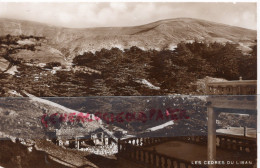 ASIE -  LIBAN  LES CEDRES   CARTE PHOTO - Libanon