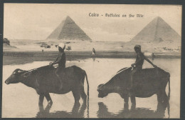 Carte P ( Le Caire / Buffalos ) - Pyramiden