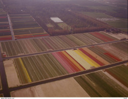 Lisse Bollenvelden Luchtfoto LF99 - Lisse