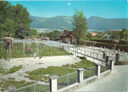 Selzach - Altreu (Versuchsgehege)      Ca. 1970 - Selzach