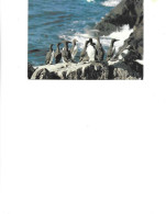 Russia -  Postal Stationery Postcard  1987- Sakhalin Island - Guillemots     2/scans - Entiers Postaux