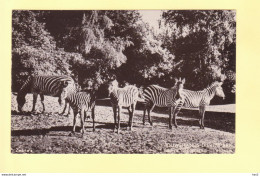 Rhenen Dierenpark Zebras RY21725 - Rhenen