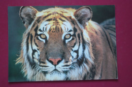 Old  Postcard - Spanish Edition - Siberian Tiger - Mammal - Tigers